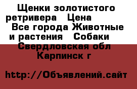 Щенки золотистого ретривера › Цена ­ 15 000 - Все города Животные и растения » Собаки   . Свердловская обл.,Карпинск г.